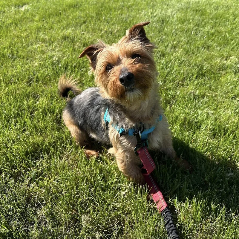 A young small-sized male Yorkshire Terrier dog named Max  Home Visit for adoption in Hartland, WI