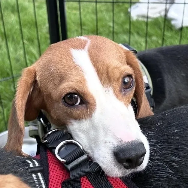 A young small-sized male Tricolor (Brown, Black, & White) Beagle dog named Radar for adoption in Portland, OR