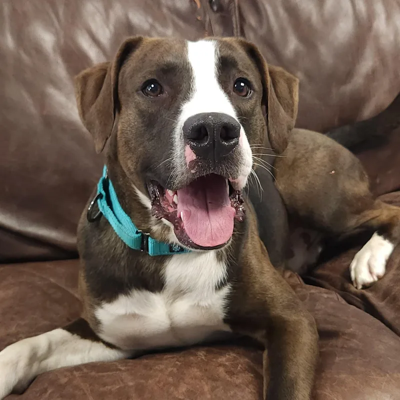 A young large-sized male Tricolor (Brown, Black, & White) Mixed Breed dog named Dewey for adoption in Marshfield, WI