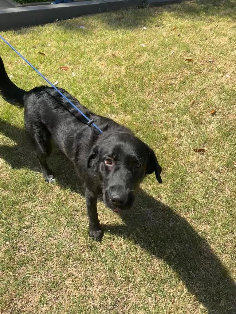 An adult large-sized male Mixed Breed dog named Elvis for adoption in Jonesboro, AR