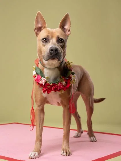 An adult medium-sized female Mixed Breed dog named Diamond for adoption in Atlanta, GA