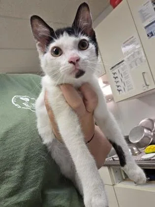 A baby small-sized female Domestic Short Hair cat named Monica for adoption in South Bend, IN