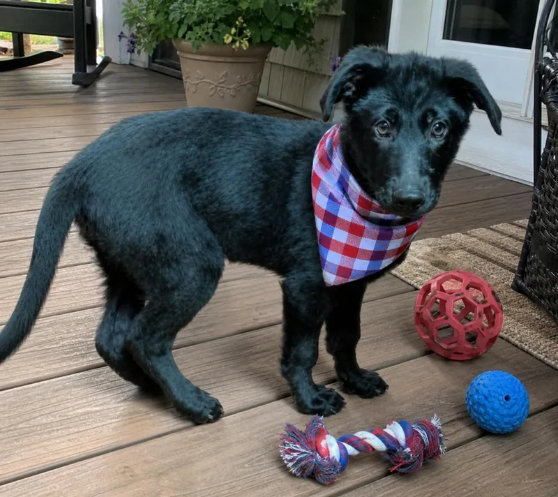 Black Lab Mix Pup thumbnail 2