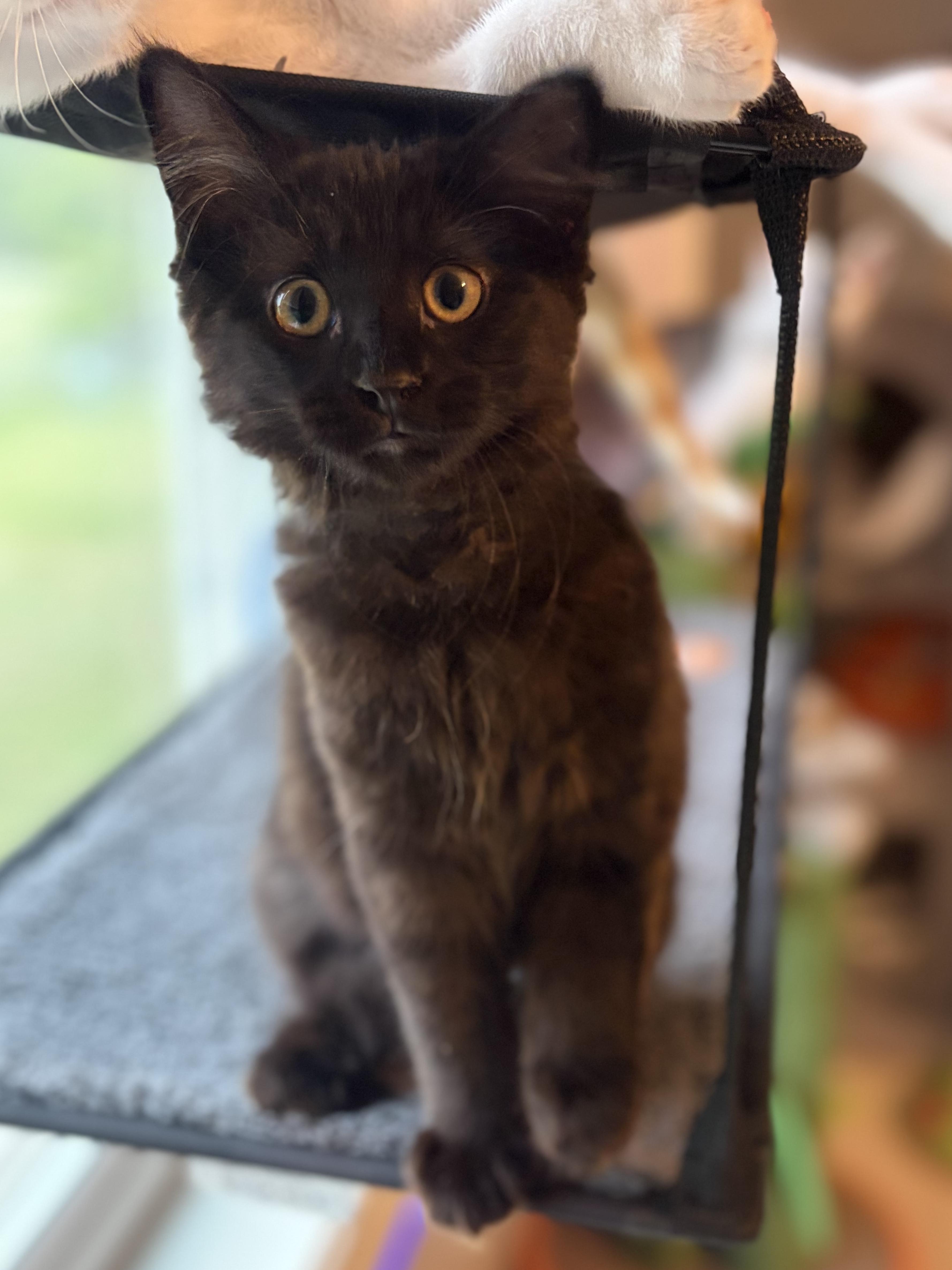 Sylvie