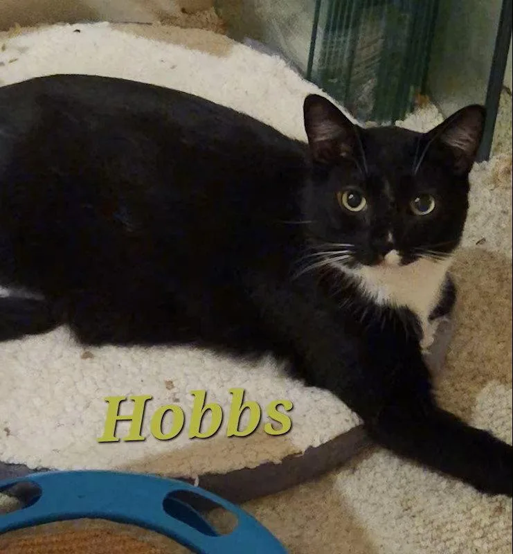 An adult medium-sized male Black & White / Tuxedo Domestic Short Hair cat named Hobbs for adoption in Monrovia, CA