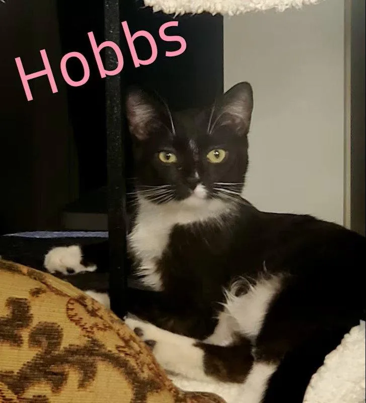 Hobbs thumbnail 2