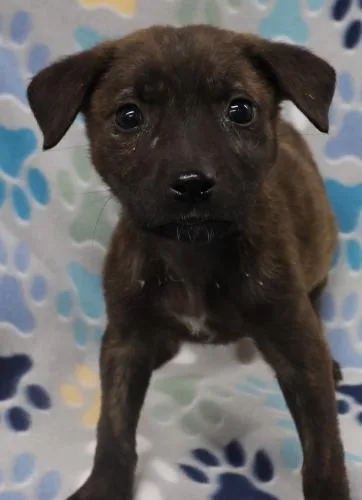 Delilah