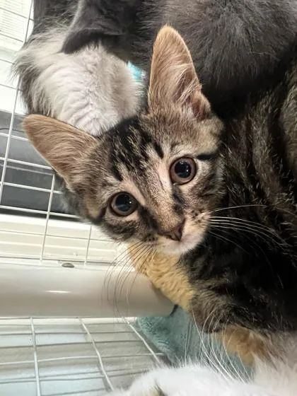 A baby medium-sized male Domestic Short Hair cat named Hot Fudge for adoption in Elmira, NY