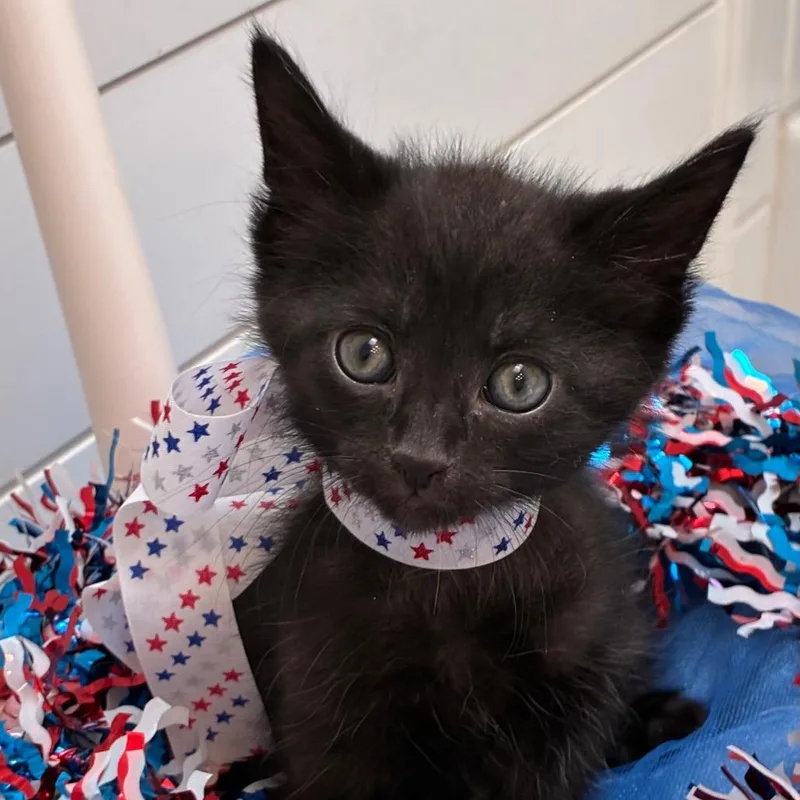 A baby small-sized female Black Domestic Short Hair cat named Springfield for adoption in Evansville, IN