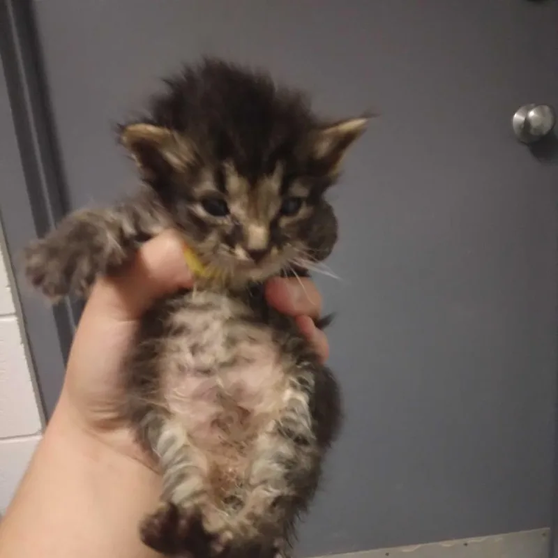 A baby small-sized male Black Domestic Medium Hair cat named SideSwipe for adoption in Spruce Pine, NC