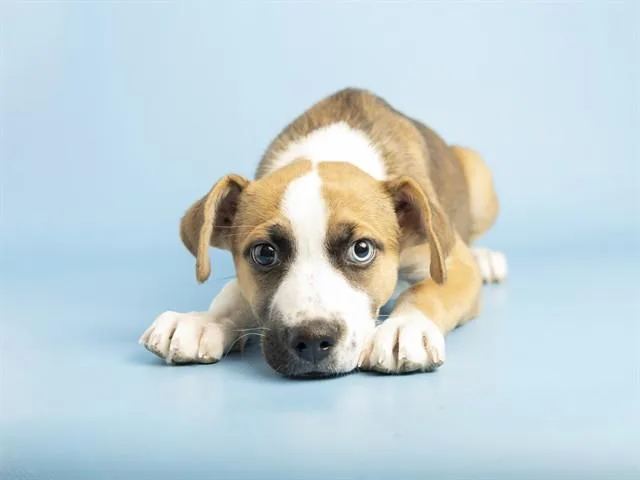 A baby small-sized female Labrador Retriever dog named Daisy for adoption in Phoenix, AZ