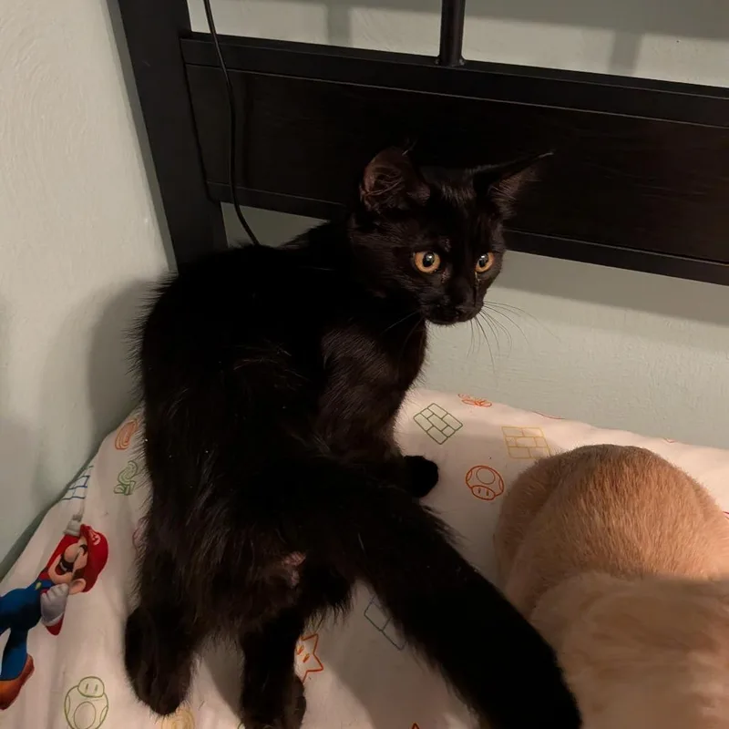 A baby small-sized female Black Domestic Short Hair cat named Eden for adoption in Irwin, PA