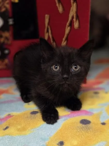 A baby small-sized female Domestic Short Hair cat named Sarsaparilla for adoption in Westland, MI