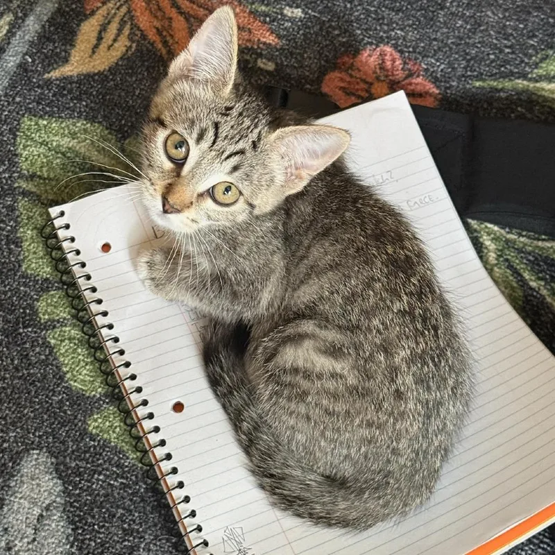 A baby small-sized female Brown / Chocolate Domestic Short Hair cat named Namira for adoption in Los Angeles, CA