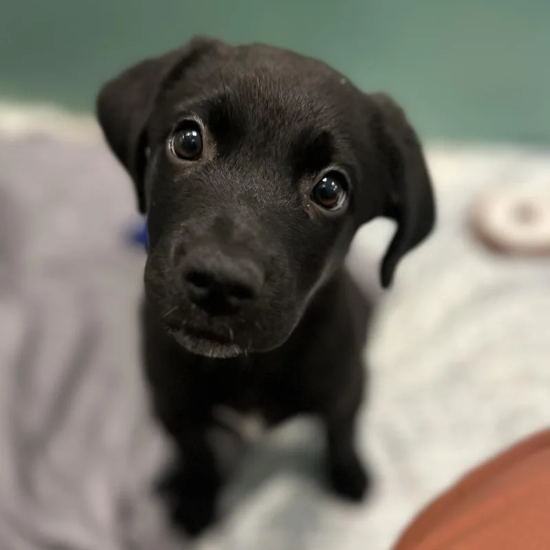 A baby medium-sized male Black Mixed Breed dog named Jiminy for adoption in Washington Township, OH