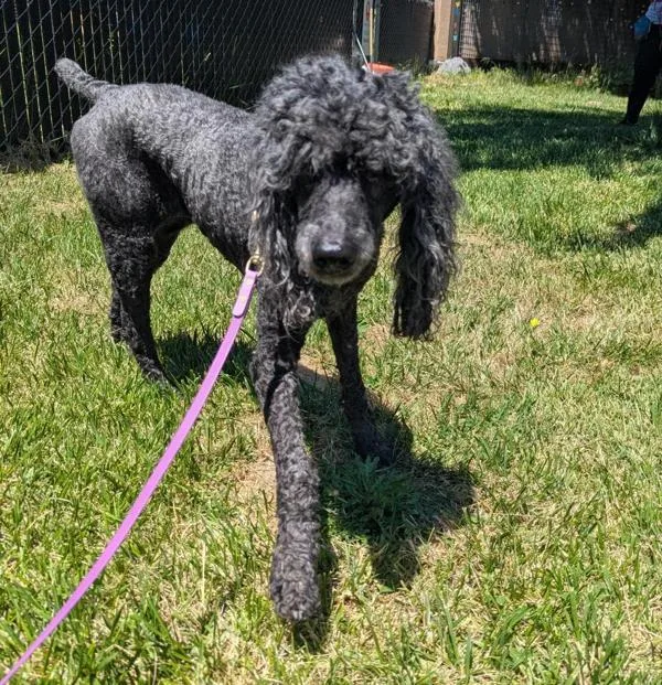 A senior medium-sized female Poodle dog named Silhouette for adoption in Santa Rosa, CA