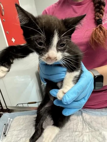 A young small-sized male Domestic Short Hair cat named B Tux for adoption in North Charleston, SC