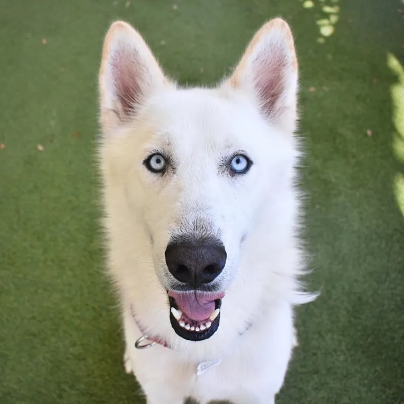 Koda