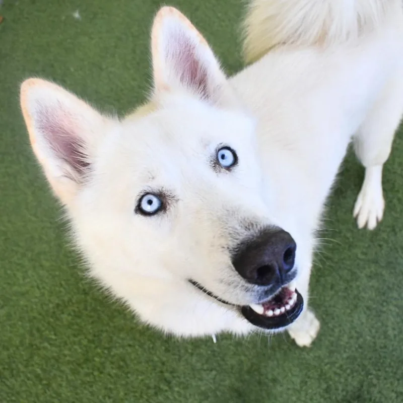 Koda thumbnail 2