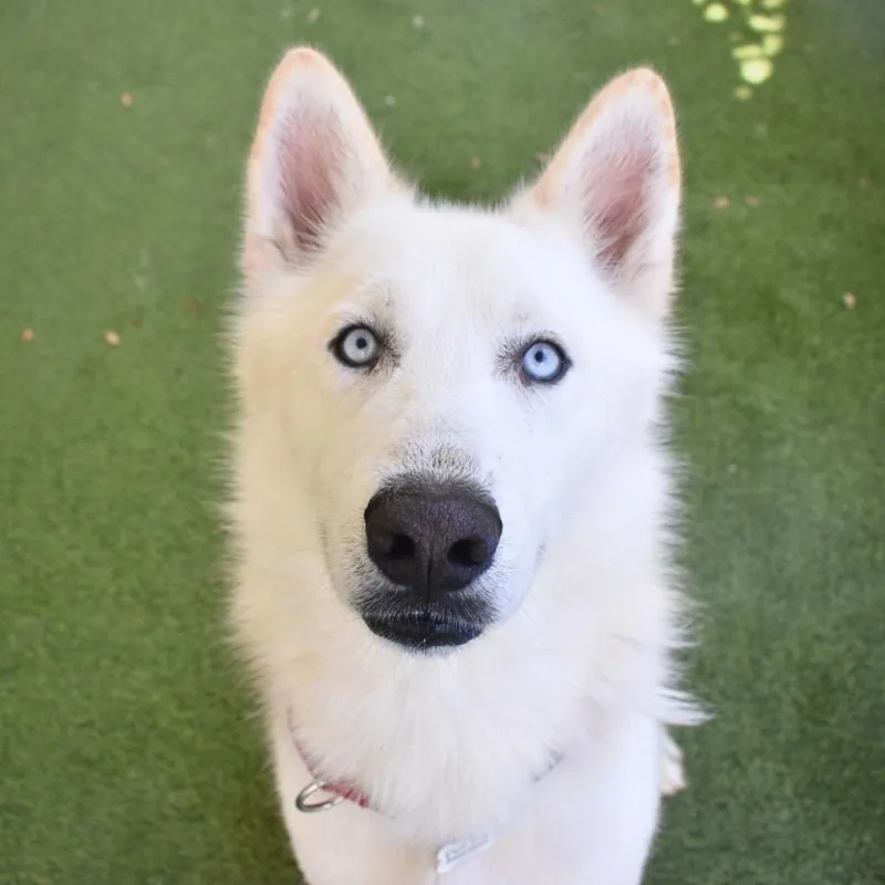 Koda thumbnail 3