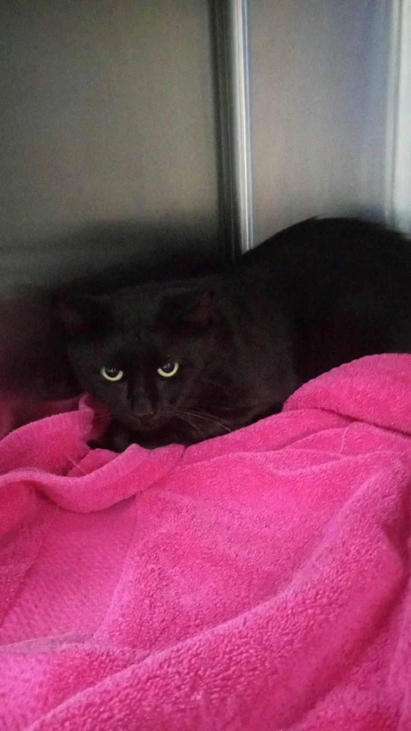 An adult medium-sized female Domestic Medium Hair cat named Unknown for adoption in Burgaw, NC