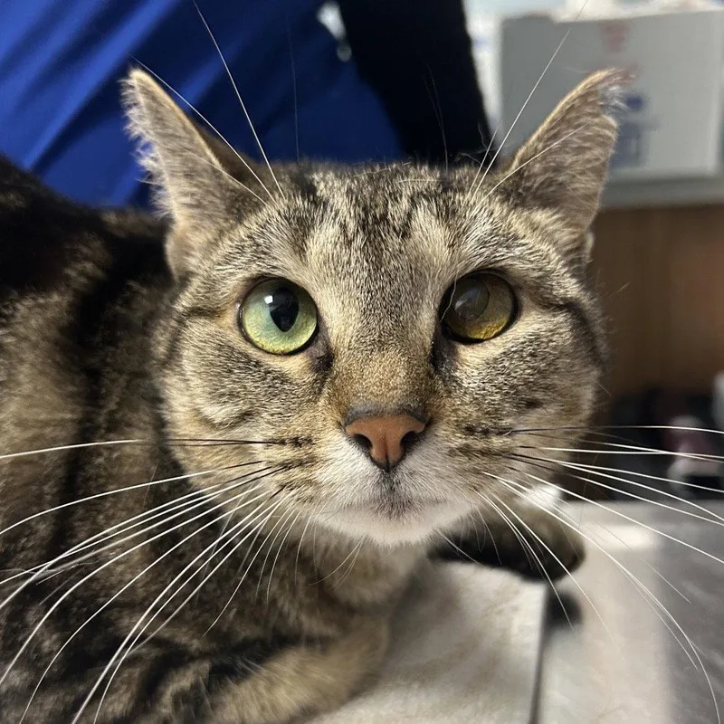 An adult medium-sized female Domestic Short Hair cat named Rosie for adoption in New Castle, DE