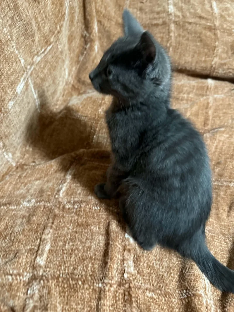 A baby medium-sized male Domestic Short Hair cat named Skugie for adoption in brant, MI