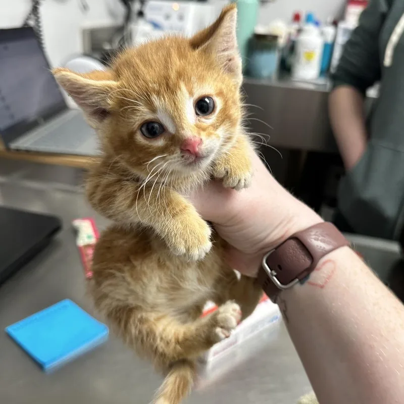 A baby small-sized male Orange / Red Domestic Short Hair cat named Ebhsstray_ for adoption in Brookfield, WI