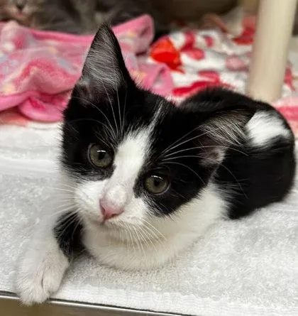 A baby small-sized male Domestic Short Hair cat named Romex for adoption in Munster, IN