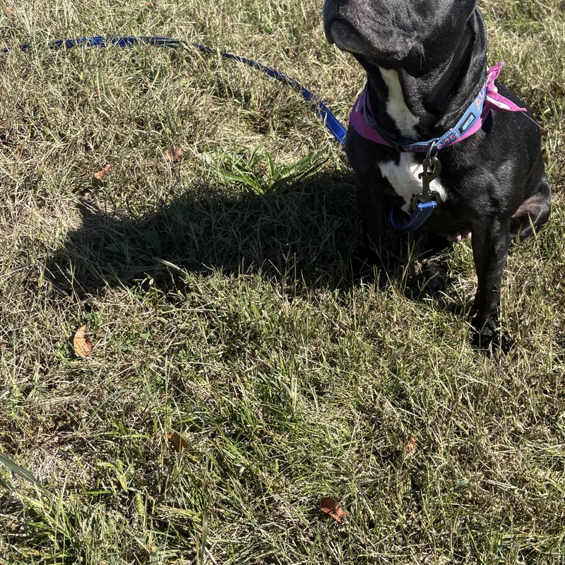 A senior medium-sized female Black Boston Terrier dog named Gertie for adoption in Bardstown, KY