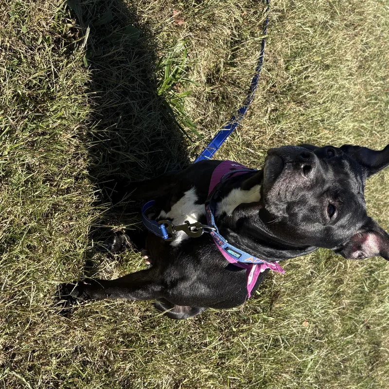 Gertie thumbnail 6