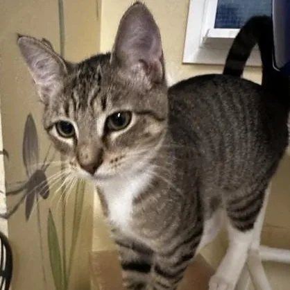 A baby medium-sized female Tabby (Gray / Blue / Silver) Tabby cat named Piper Lots of Fun for adoption in Hoquiam, WA