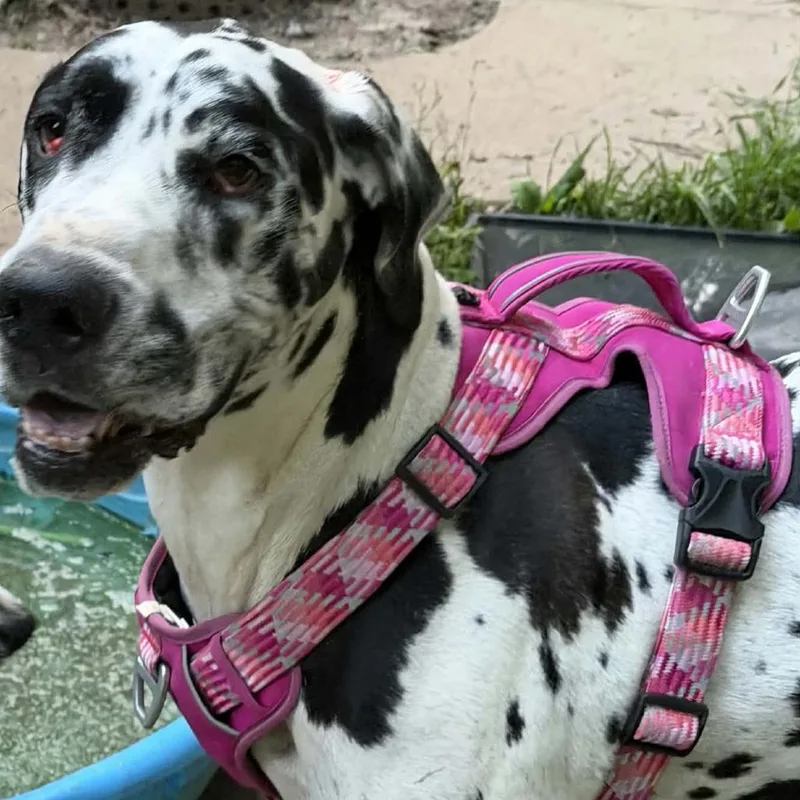 An adult extra large-sized male Harlequin Great Dane dog named Moose for adoption in Monticello, IA