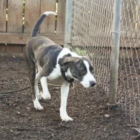 A young medium-sized female Brindle Hound dog named Tanline Tammy for adoption in East Smithfield , PA