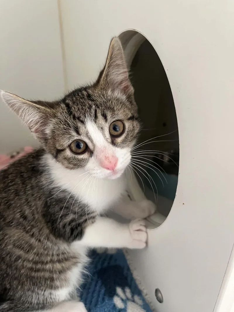 A baby medium-sized male Domestic Short Hair cat named Mason for adoption in Gettysburg, PA