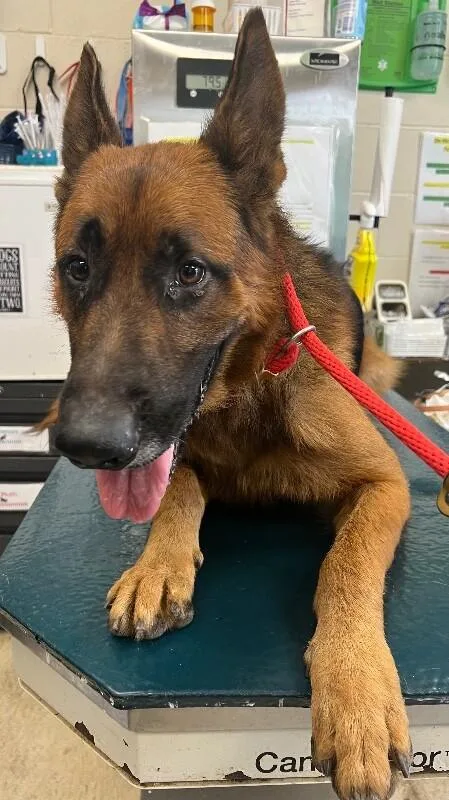An adult large-sized male German Shepherd Dog dog named Drax for adoption in Mobile, AL