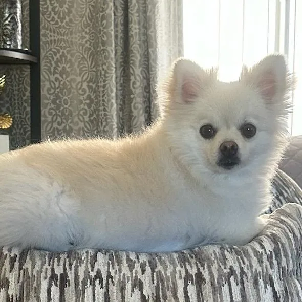 An adult small-sized male White / Cream Pomeranian dog named Benz for adoption in Mission Hills, CA
