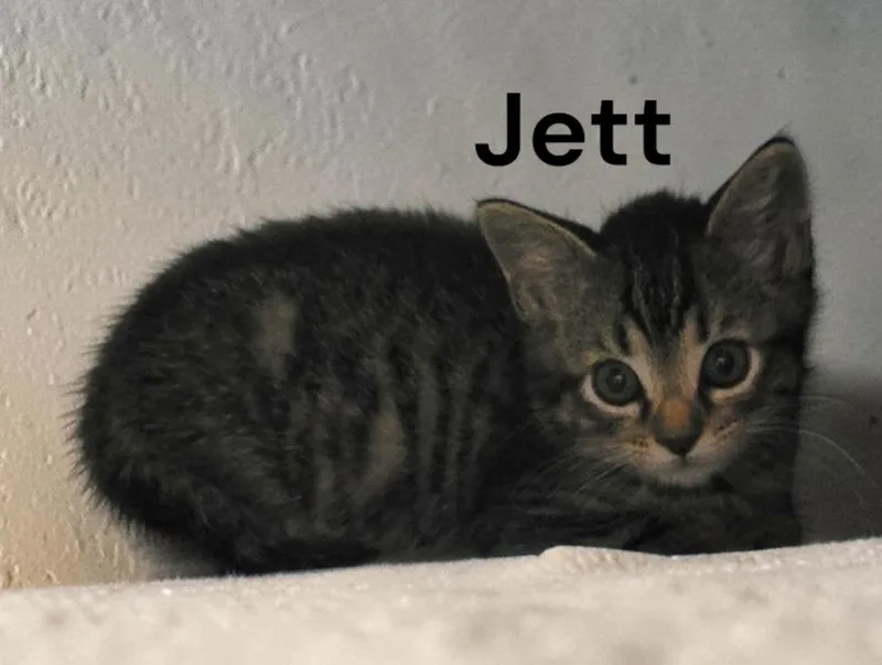 A baby medium-sized male Tabby cat named Jett for adoption in Weems, VA