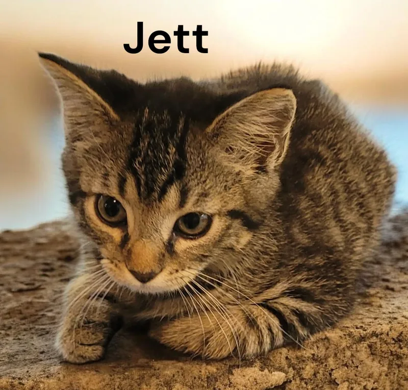 Jett thumbnail 2