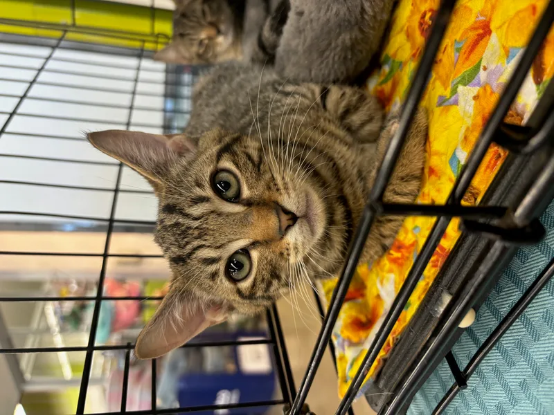 A baby medium-sized male Tabby (Gray / Blue / Silver) Domestic Short Hair cat named Spanky for adoption in Richmond, VA