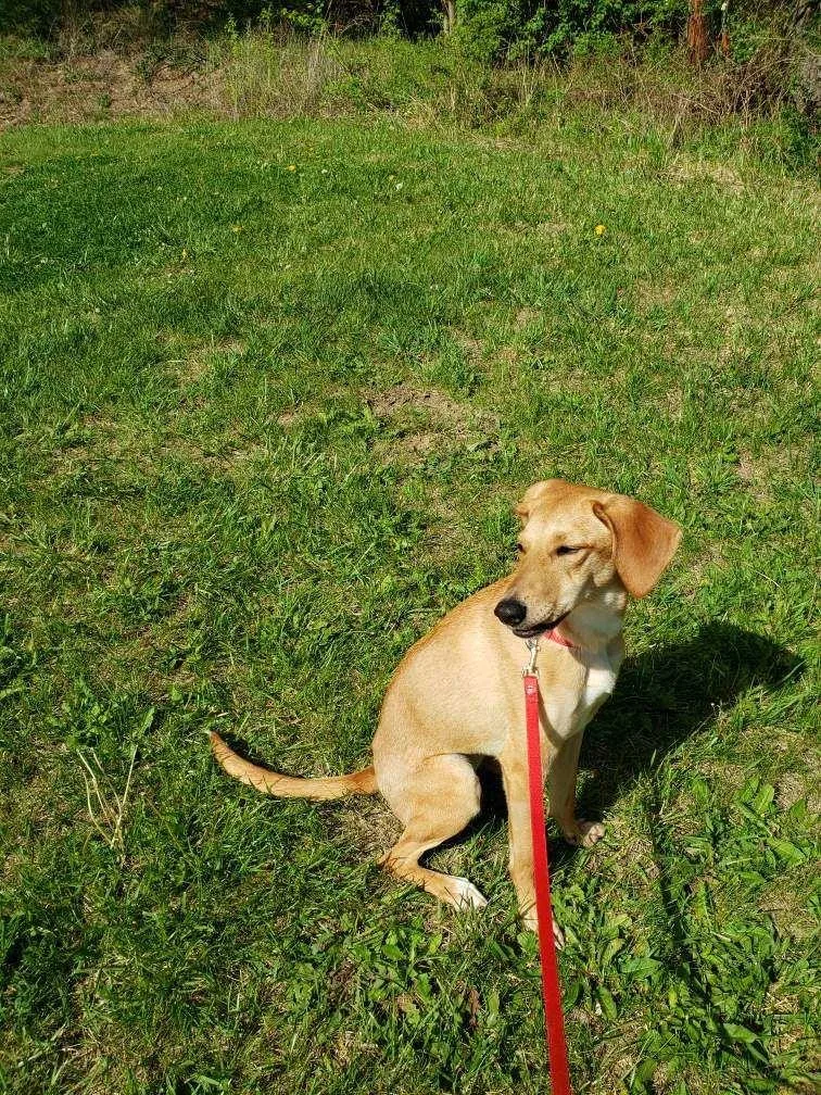 Hazel
