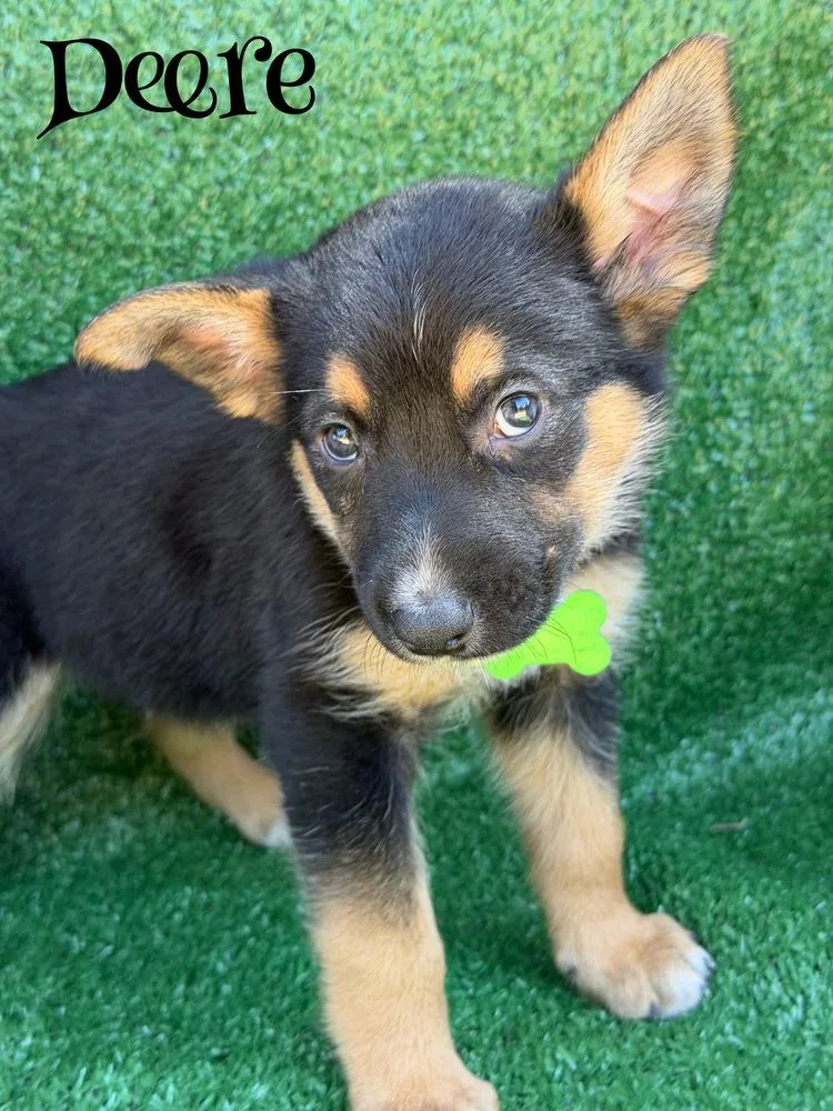 A baby large-sized male Brown / Chocolate German Shepherd Dog dog named Deere for adoption in Pleasant Hill, CA