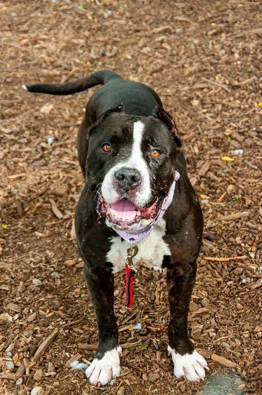 An adult large-sized male Black Mixed Breed dog named Rufus for adoption in Cincinnati, OH