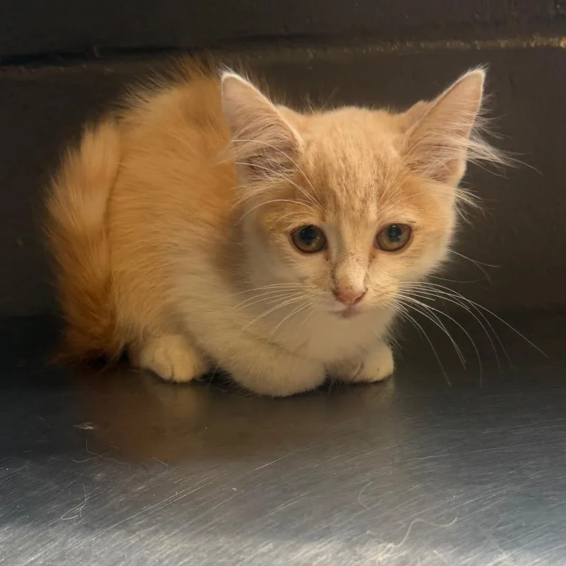 A baby small-sized female Domestic Medium Hair cat named TUSCStray for adoption in Tuscaloosa, AL