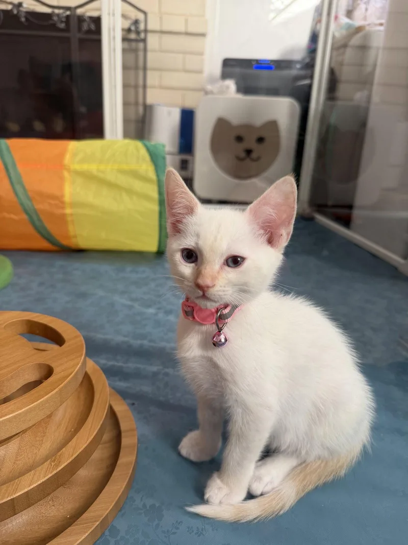 A baby medium-sized female Domestic Short Hair cat named Carolina for adoption in Laguna Niguel, CA