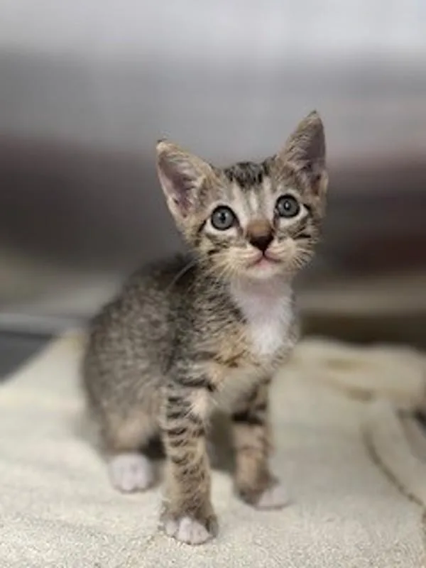 A baby small-sized male Domestic Short Hair cat named Taco for adoption in Lafayette, LA