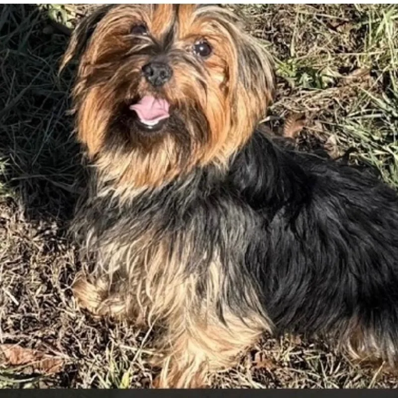 An adult small-sized female Bicolor Yorkshire Terrier dog named Luna for adoption in Chicopee, MA