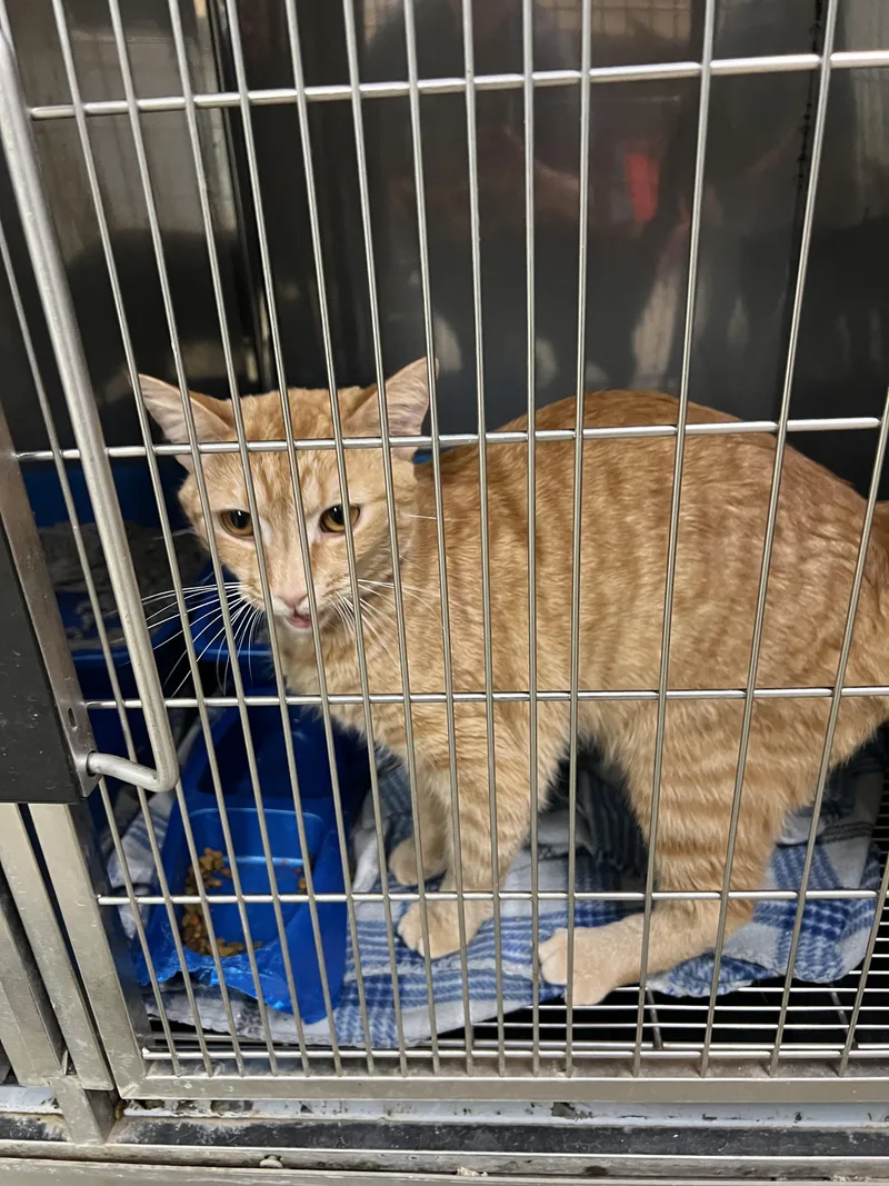 A young medium-sized male Orange & White Domestic Short Hair cat named Ivan for adoption in Sparta, NC