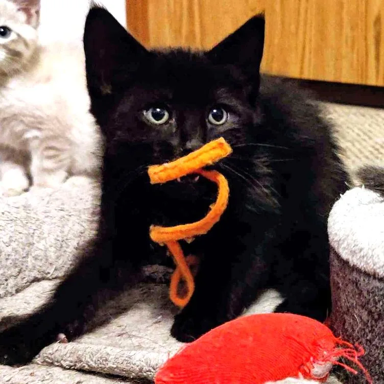 A baby medium-sized female Black Domestic Medium Hair cat named Carina for adoption in Long Beach, WA