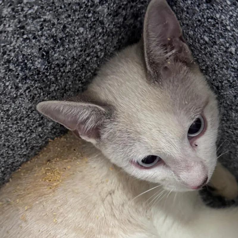 A young small-sized male Cream / Ivory Domestic Short Hair cat named Brady for adoption in Lufkin, TX
